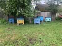 Бджільництво