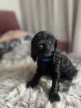 Cocker Spaniel Angielski - cudowny piesek z rodowodem!
