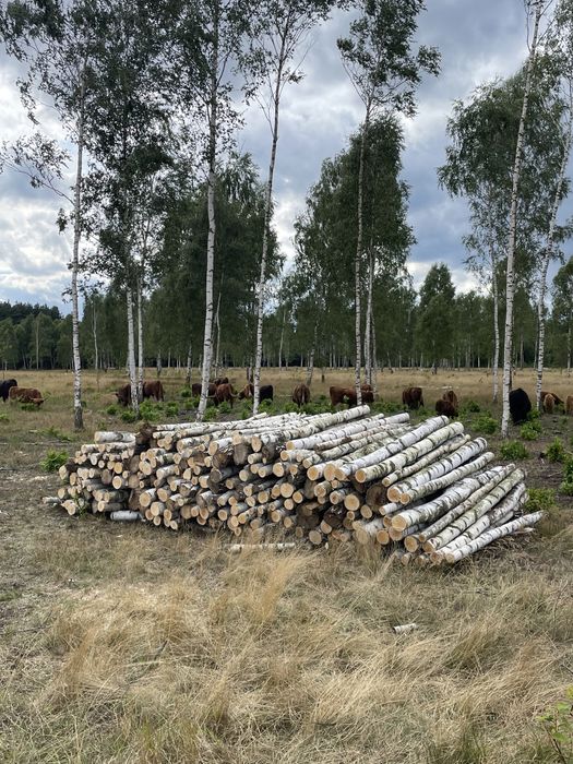 Drewno kominkowe suche Brzoza