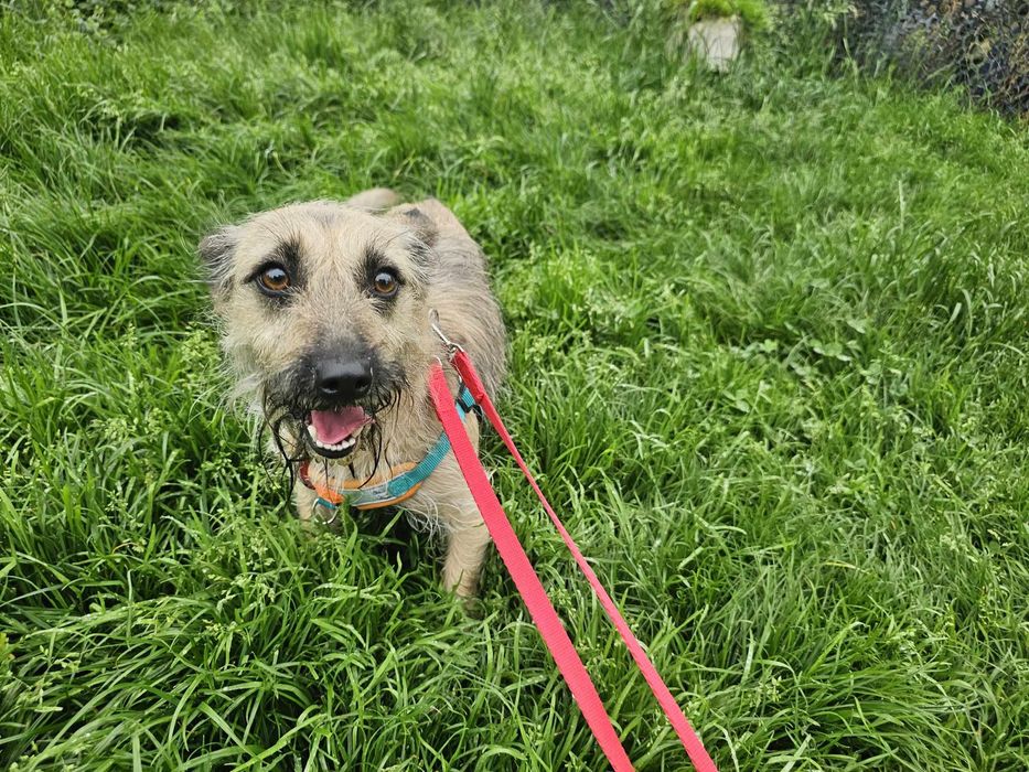 Mała, delikatna sunia szuka domu