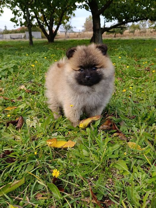 Szpic miniaturowy pomeranian