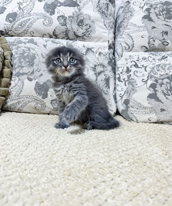 Крутой Вислоухий котёнок )