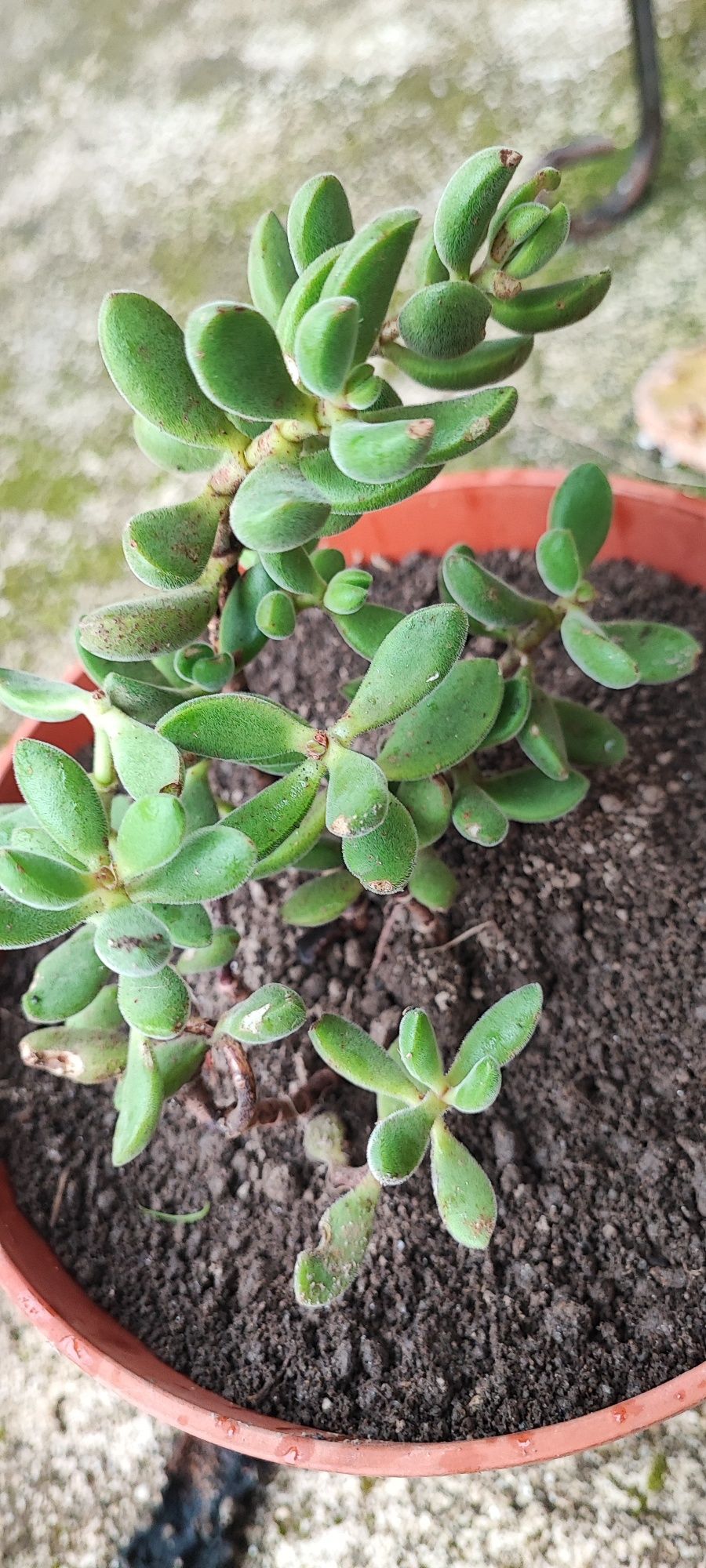 Planta suculenta