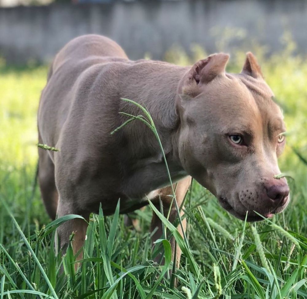 Amerykański Pit bull Terrier - ostatni chlopczyk