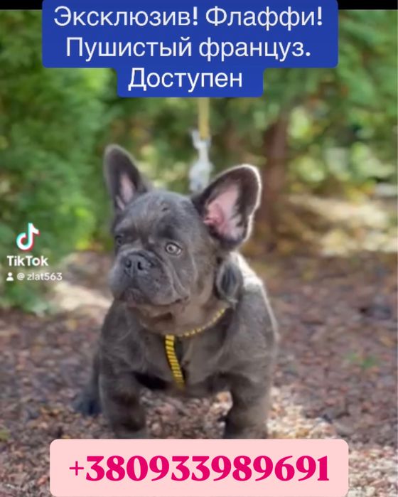 Флаффи пушистый голубой француз 4 мес