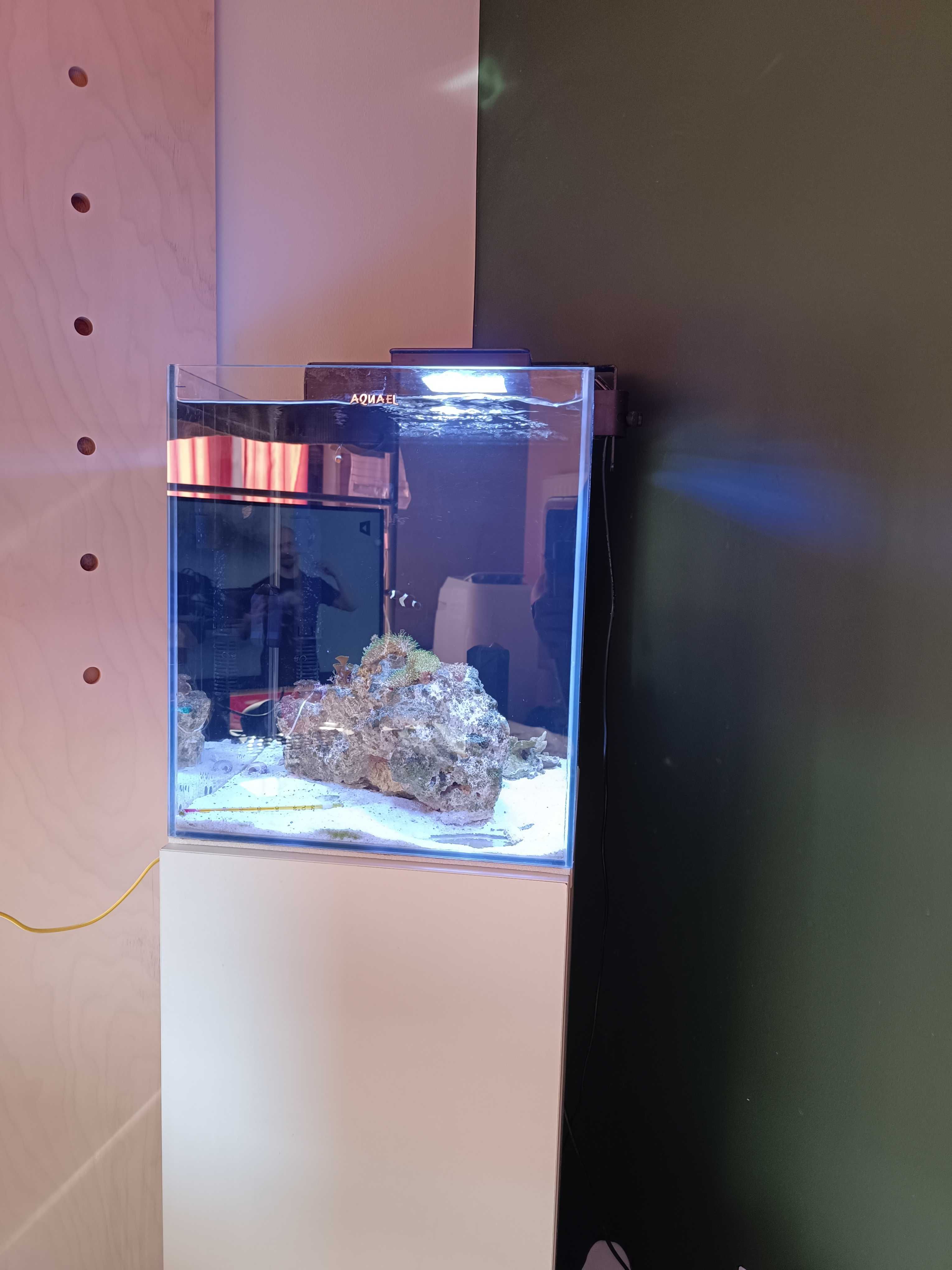 Akwarium Morskie Aquael 40L kostka