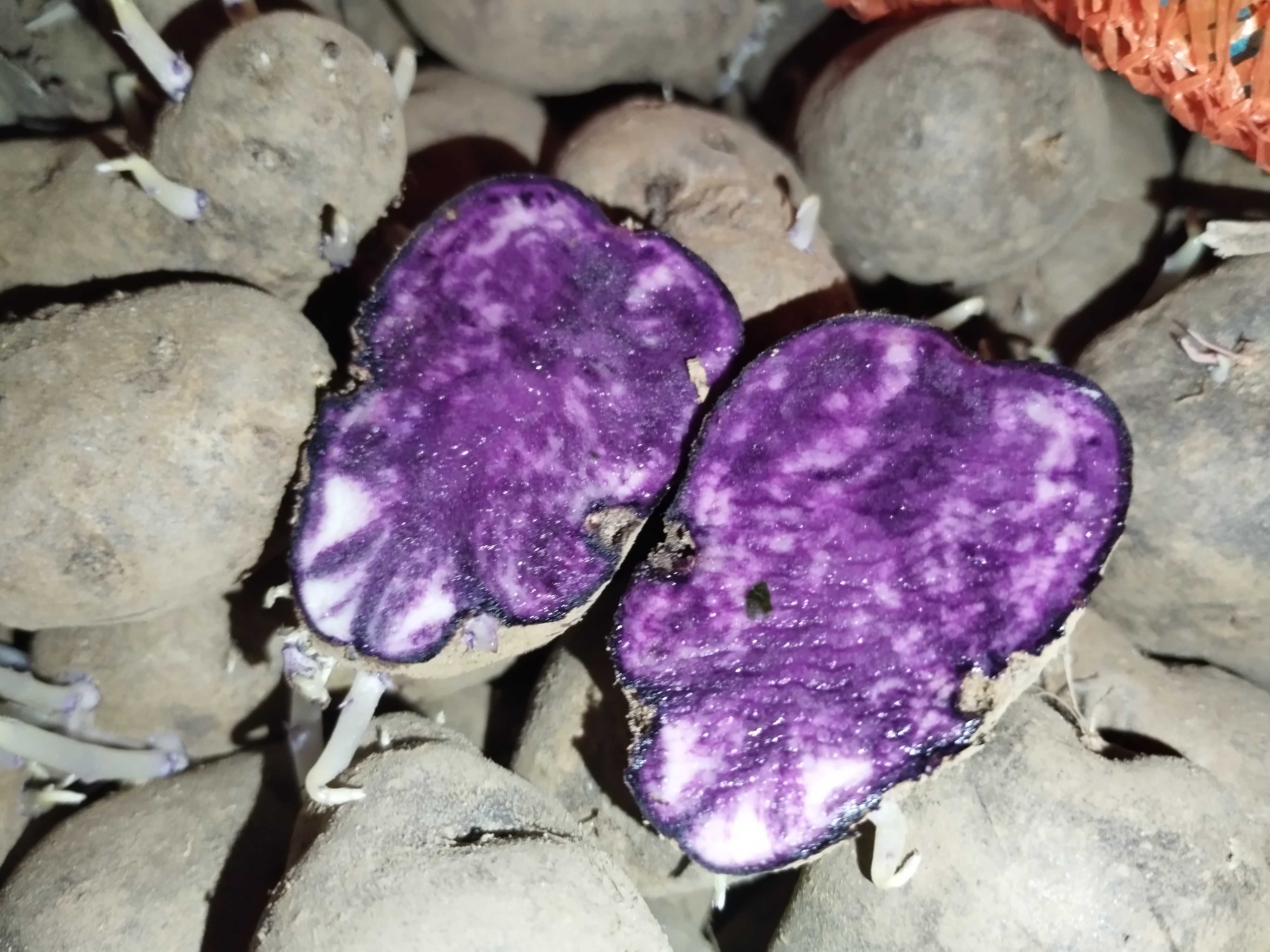 Ziemniaki truflowe fioletowe Violette sadzeniaki podkiełkowane
