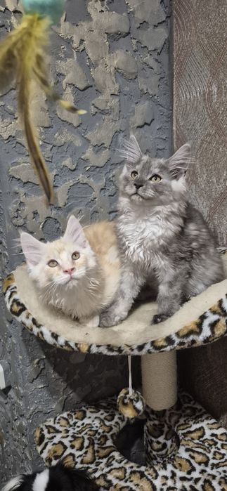 Шикарний кіт Мейн кун на вязку