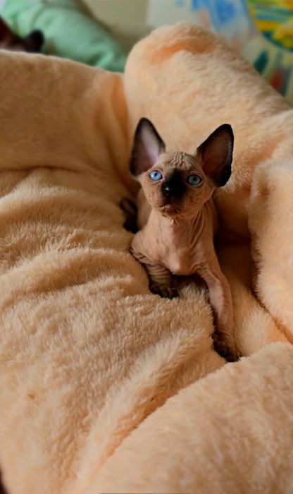 Przepiękne koteczka niebieskie oczka.kot sfinks