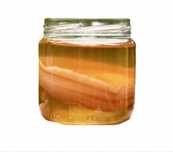 Kombucha scoby grzybek