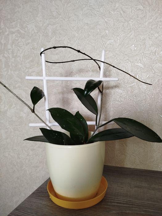 Кімнатні рослини дешево(розпродаж).