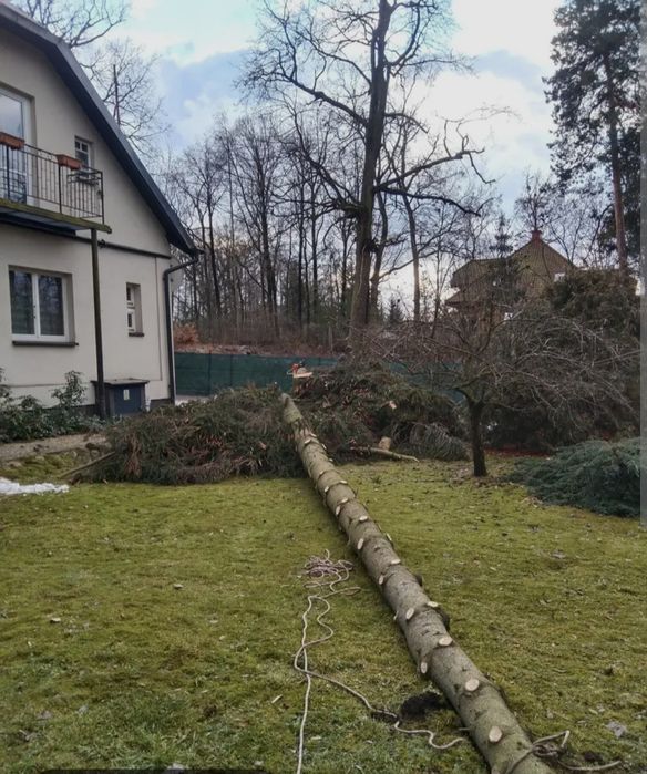 Wycinka drzew karczowanie