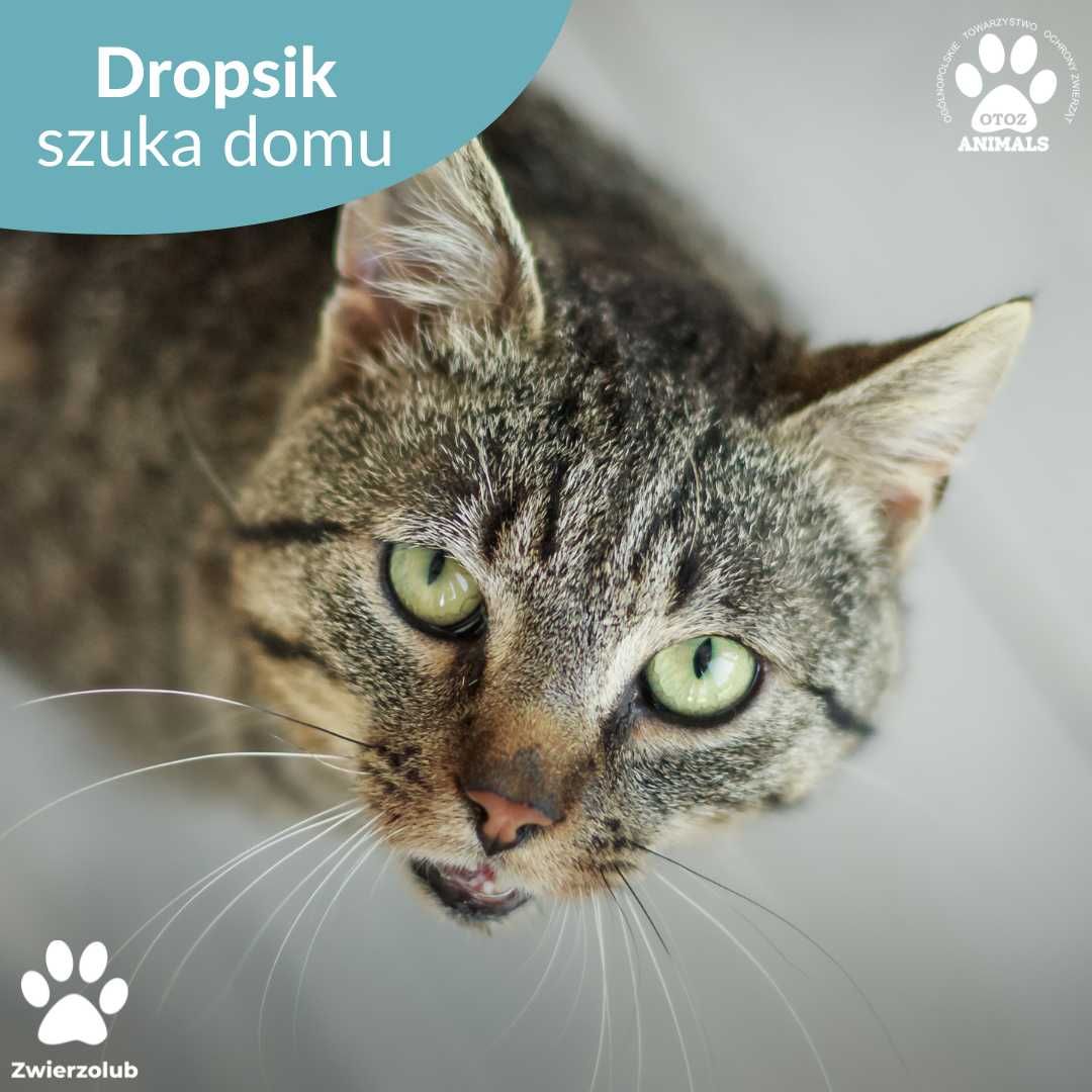 Kochany Dropsik szuka domu - kocurek do adopcji