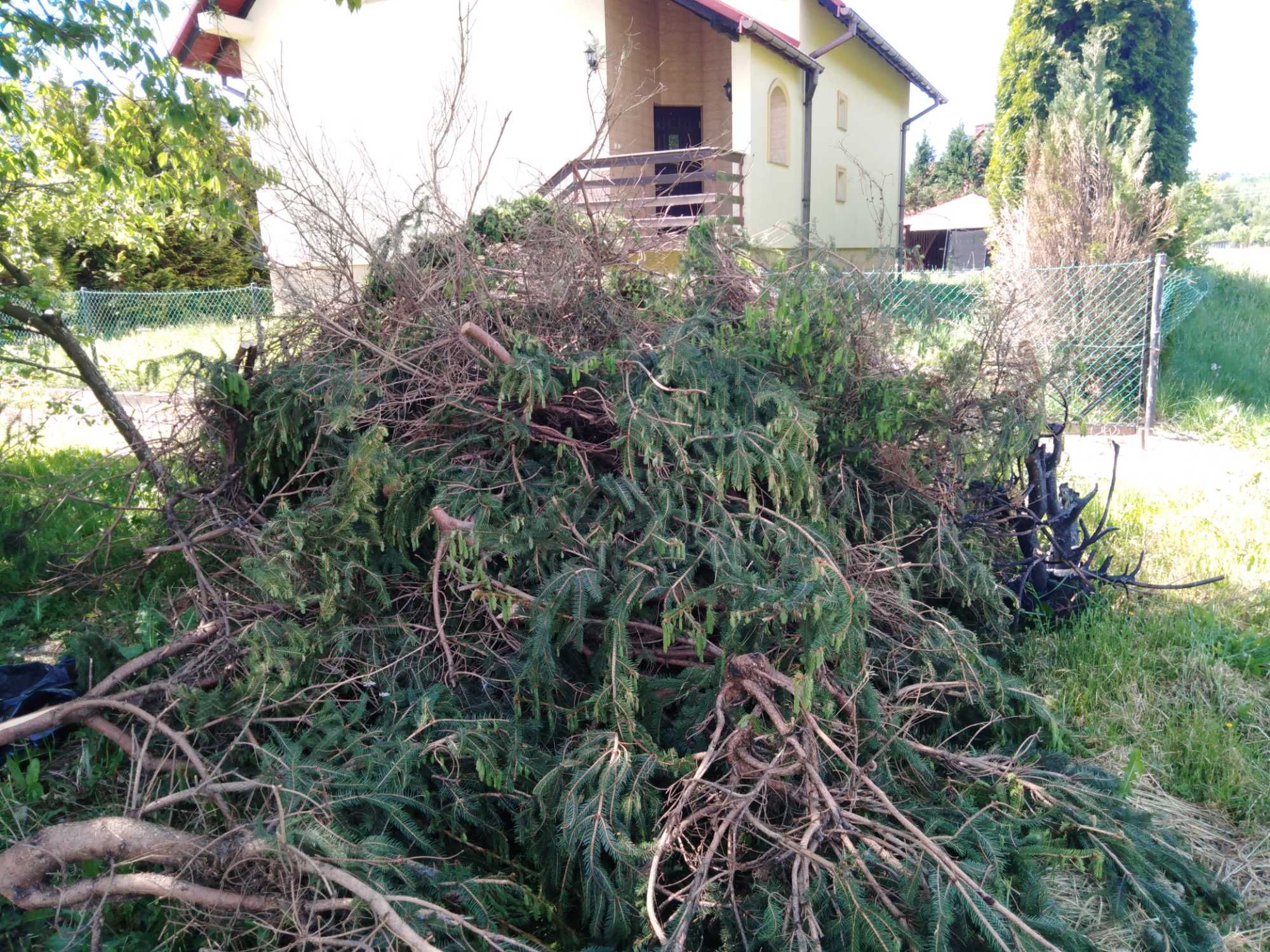 Gałęzie / choinki na opał oddam za darmo