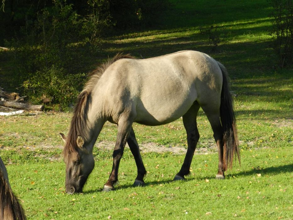 Koniki polskie - klaczki 2,5 roku