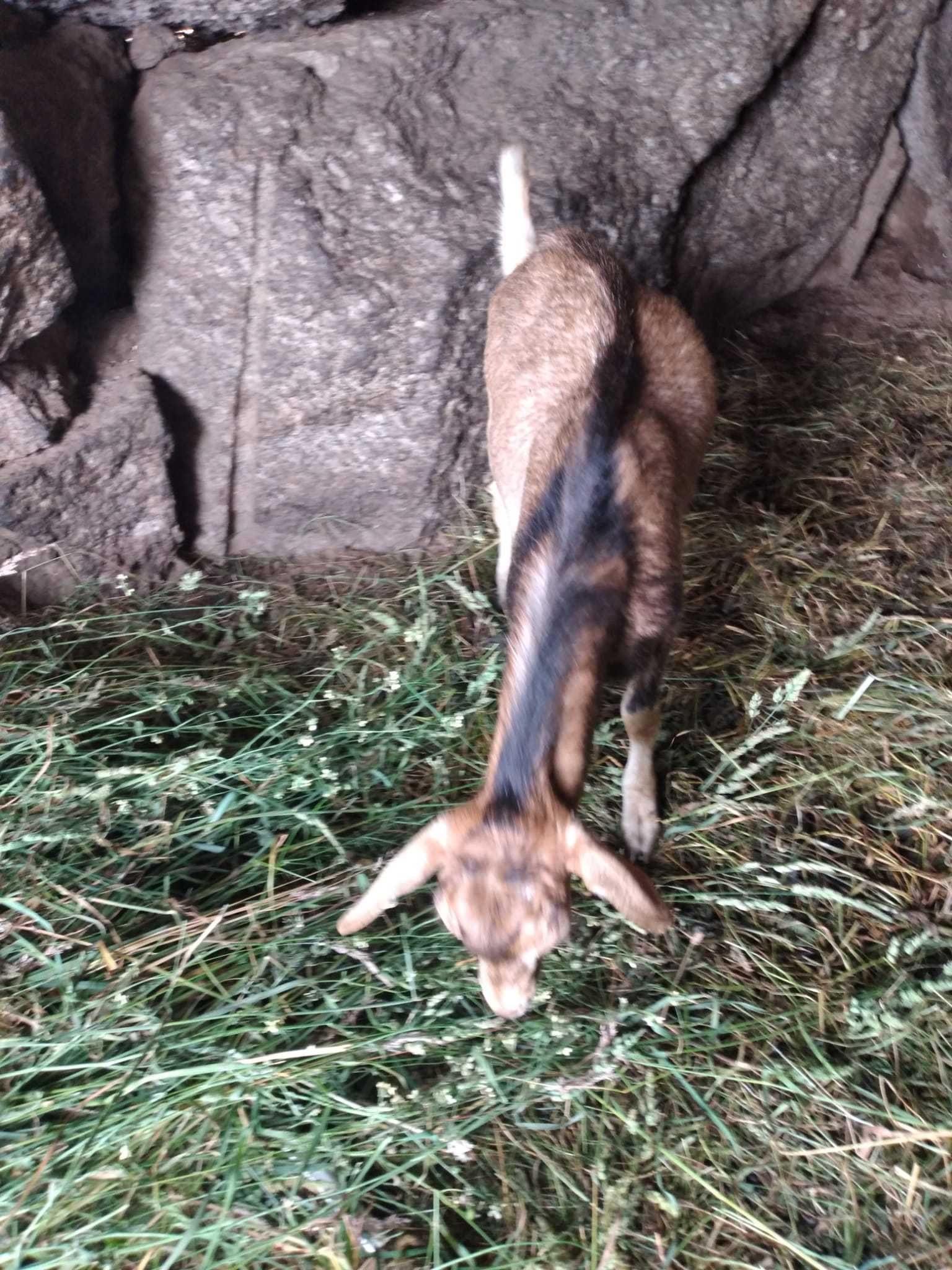 Vende-se Cabrito com 6meses