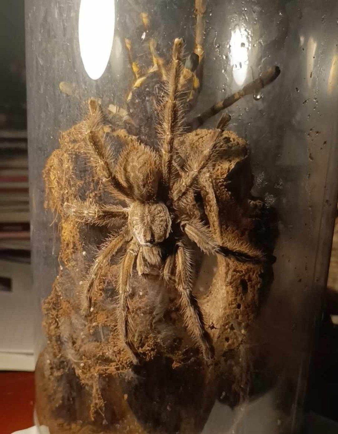 Samiec Poecilotheria regalis