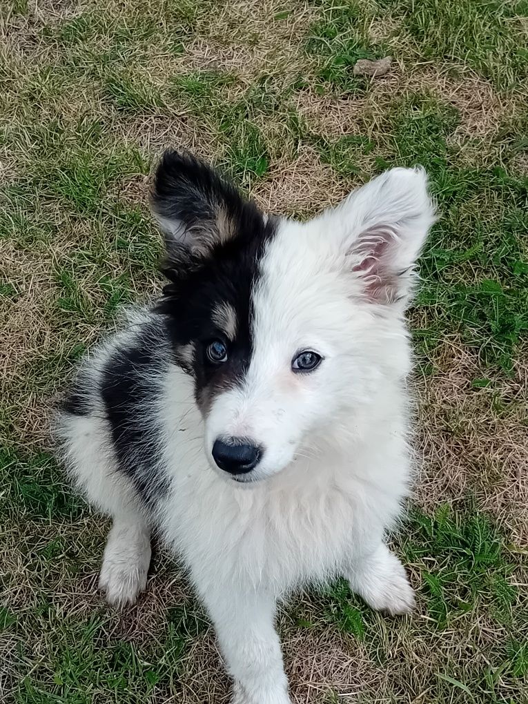 Border collie suczka