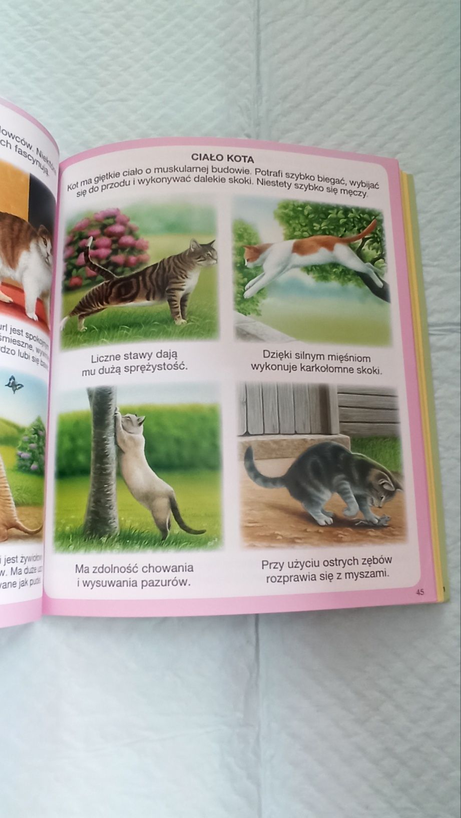 Książeczka dla dzieci Domowe zwierzątka