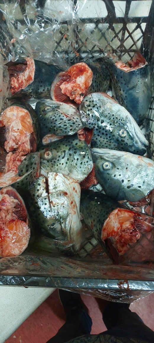 Продам обрезь свежайшего лосося по супер цене!!!