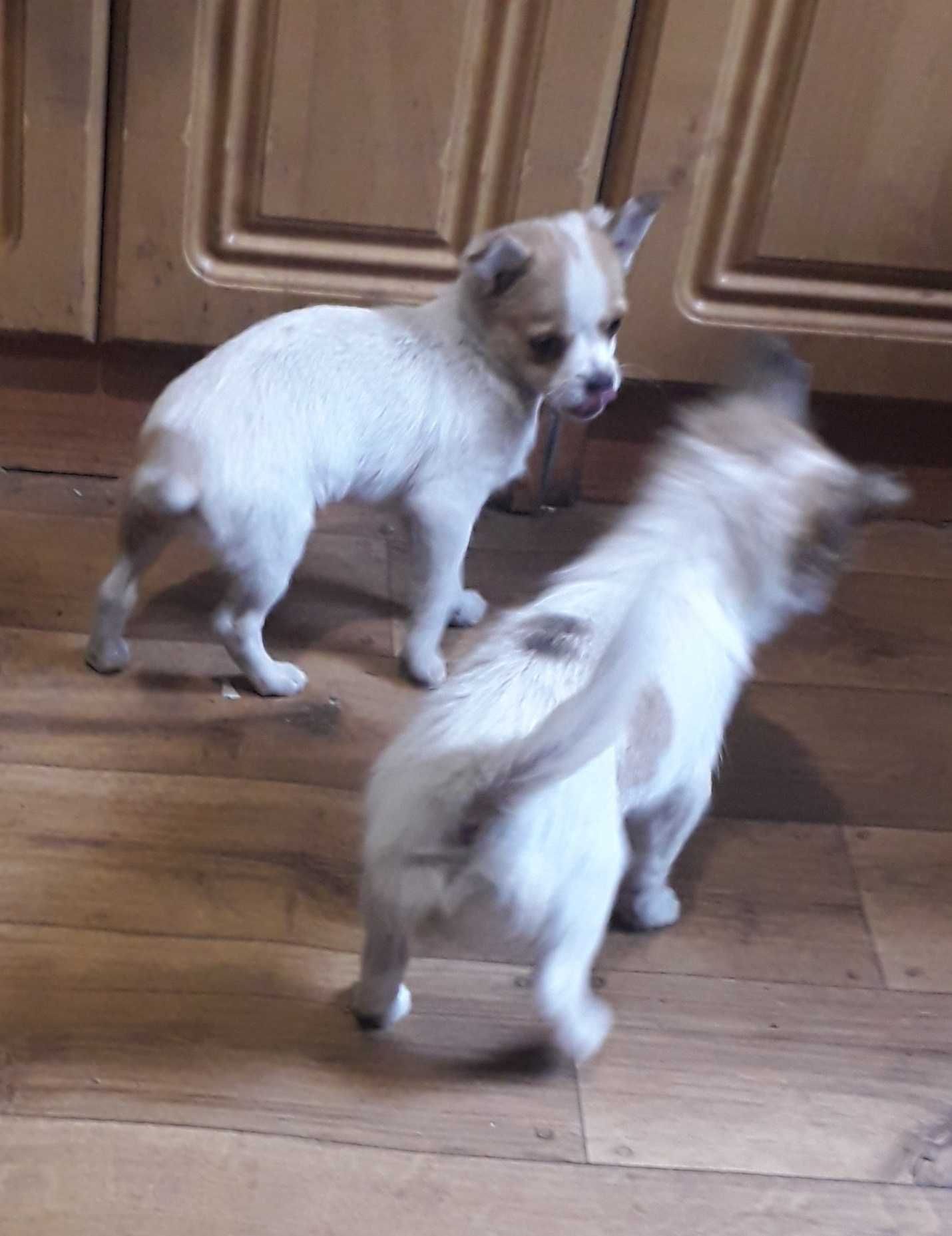 Chihuahua piesek