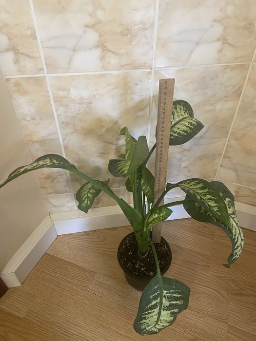 Дифенбахія, дифенбахия