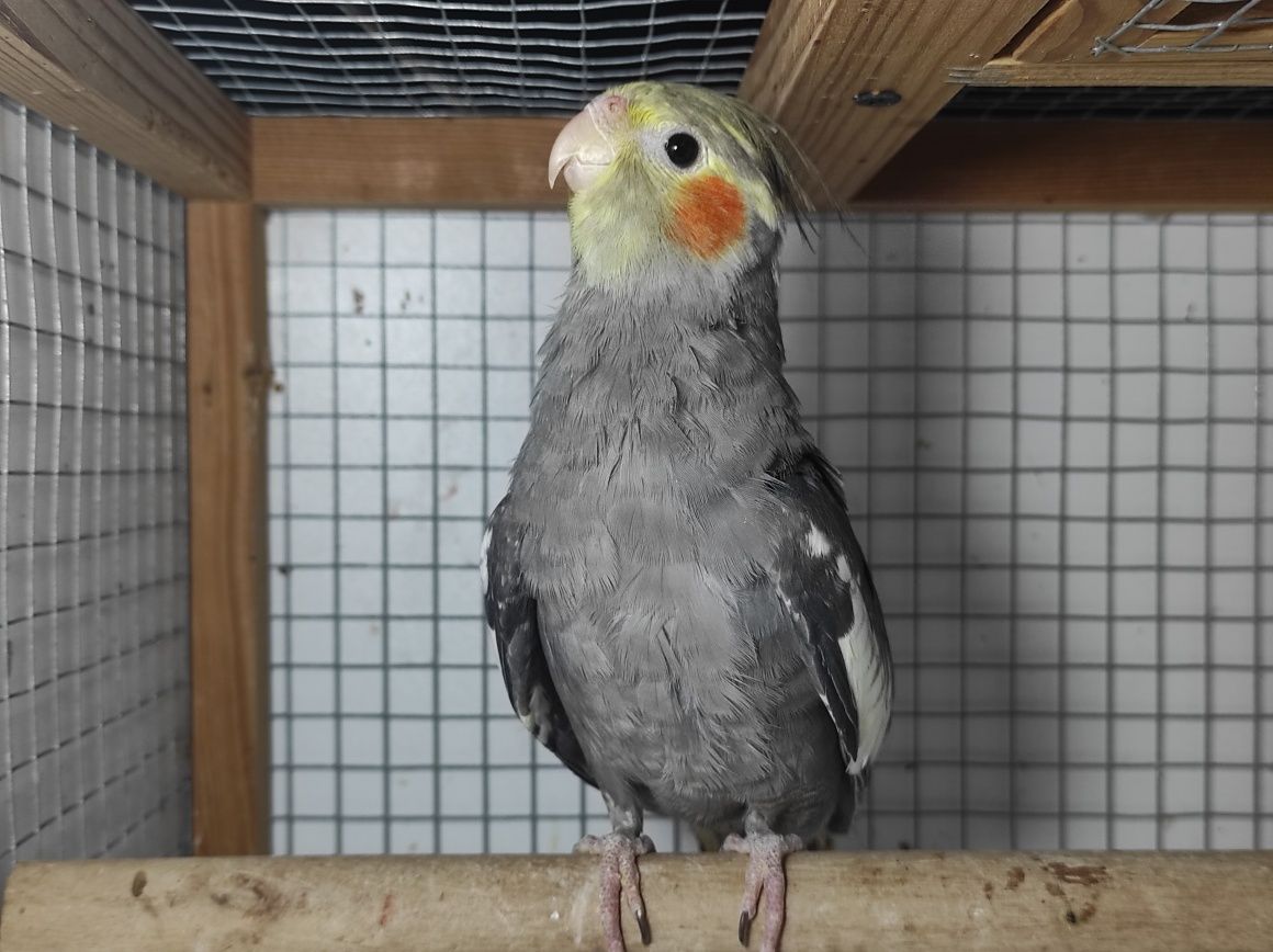 Papuga - nimfa samiec 2023