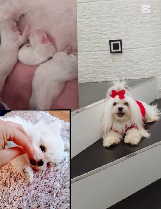 Rezerwacja maltańczyk mini Korea