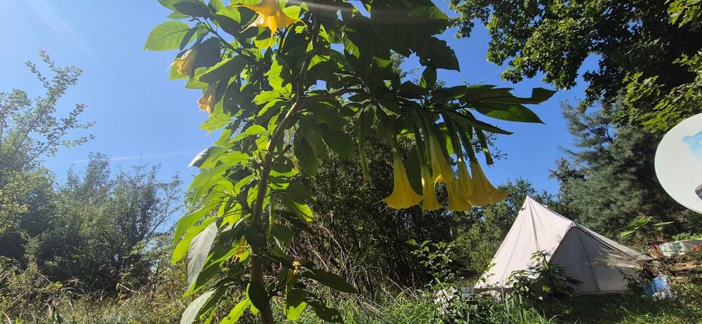 Datury rośliny kwiaty