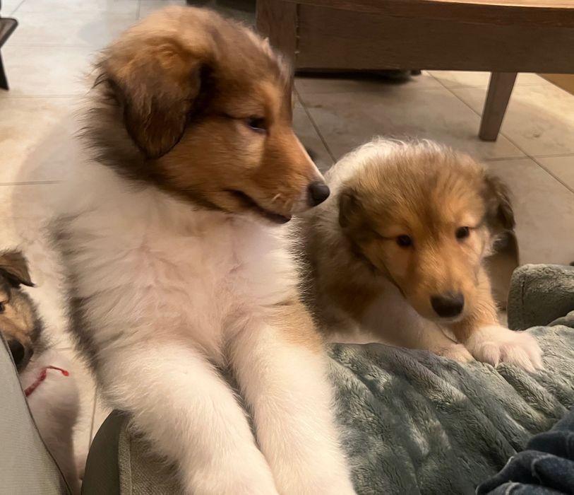 Owczarki Szkockie Długowłose-szczeniaczki z hodowli Royal Collie