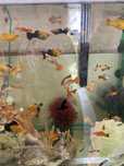 Peixes variados