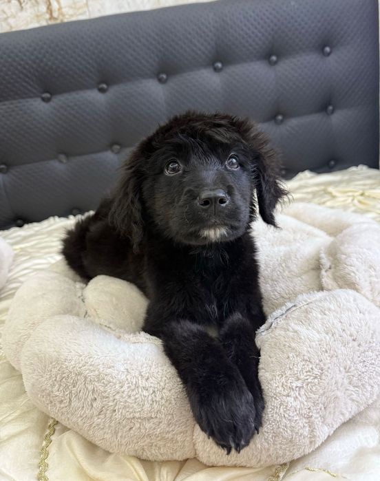 Goldendoodle chłopiec