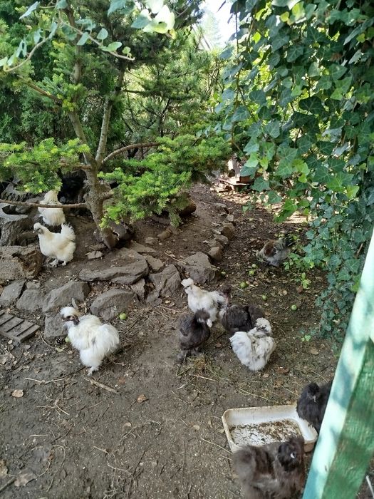 Яйца для инкубации. Китайские пуховые куры. Силки. Цена осенняя