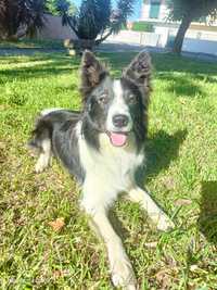 Border Collie para cruzamento