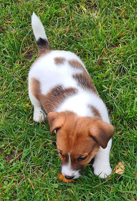Jack Russel Terrier gładkowłosy samczyk Herbu Harpagan since 2007