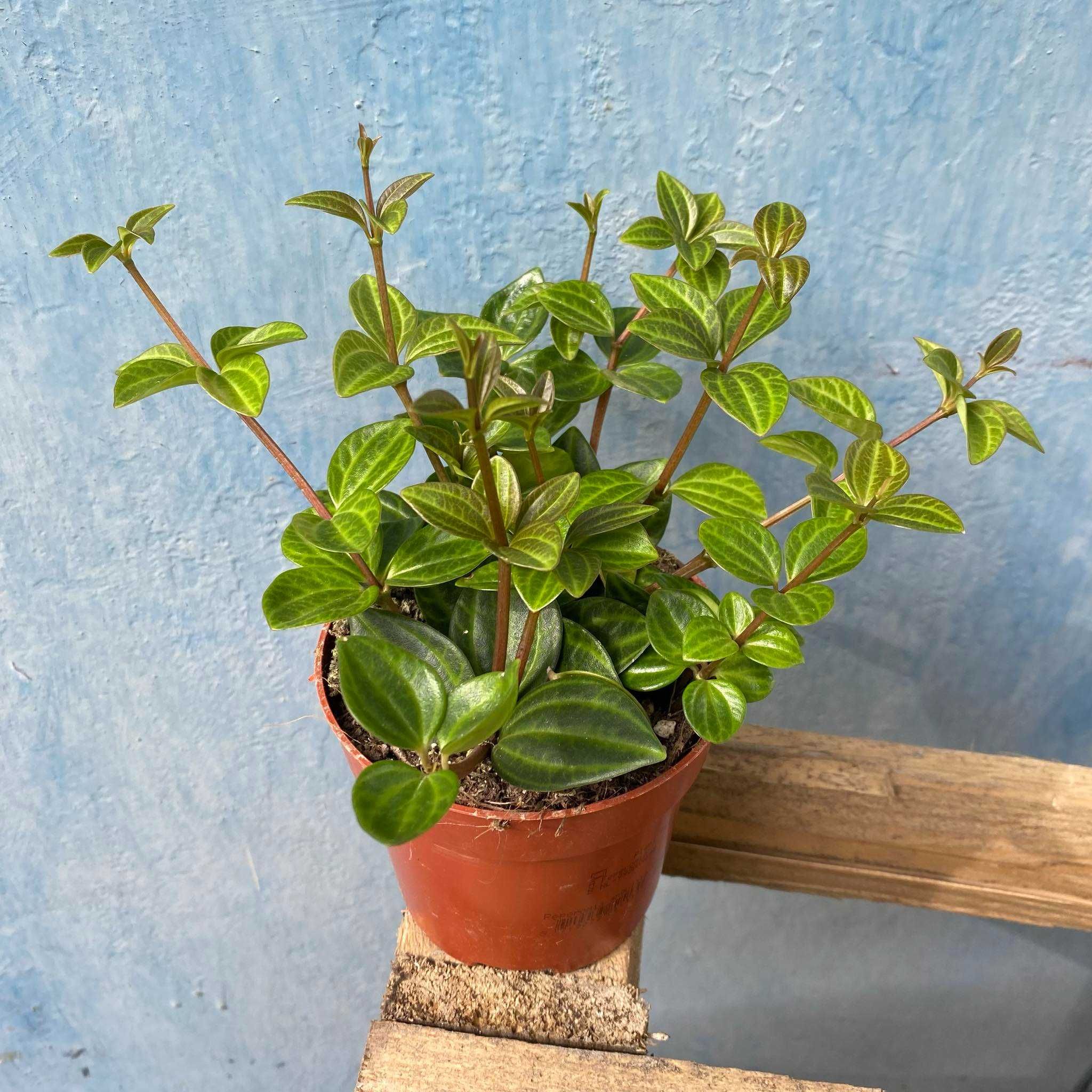 Peperomia Angulata