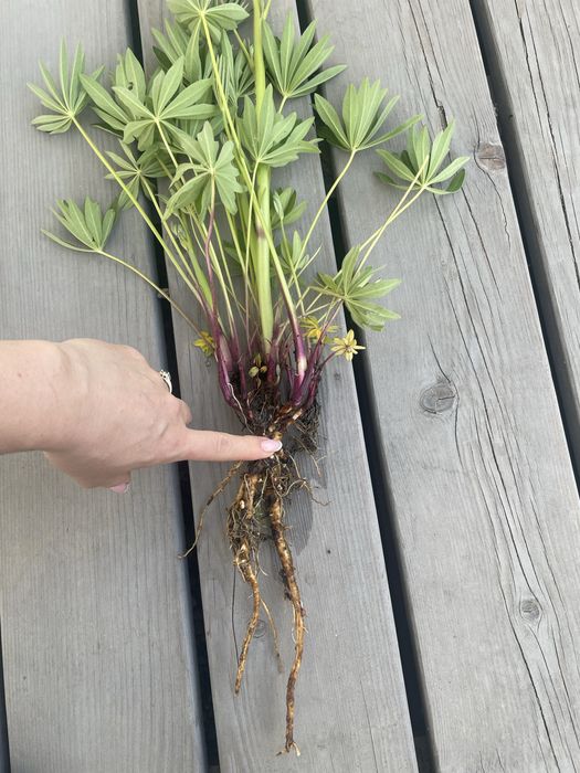 Łubin byliny kwiaty do ogrodu kwitnie fiolet