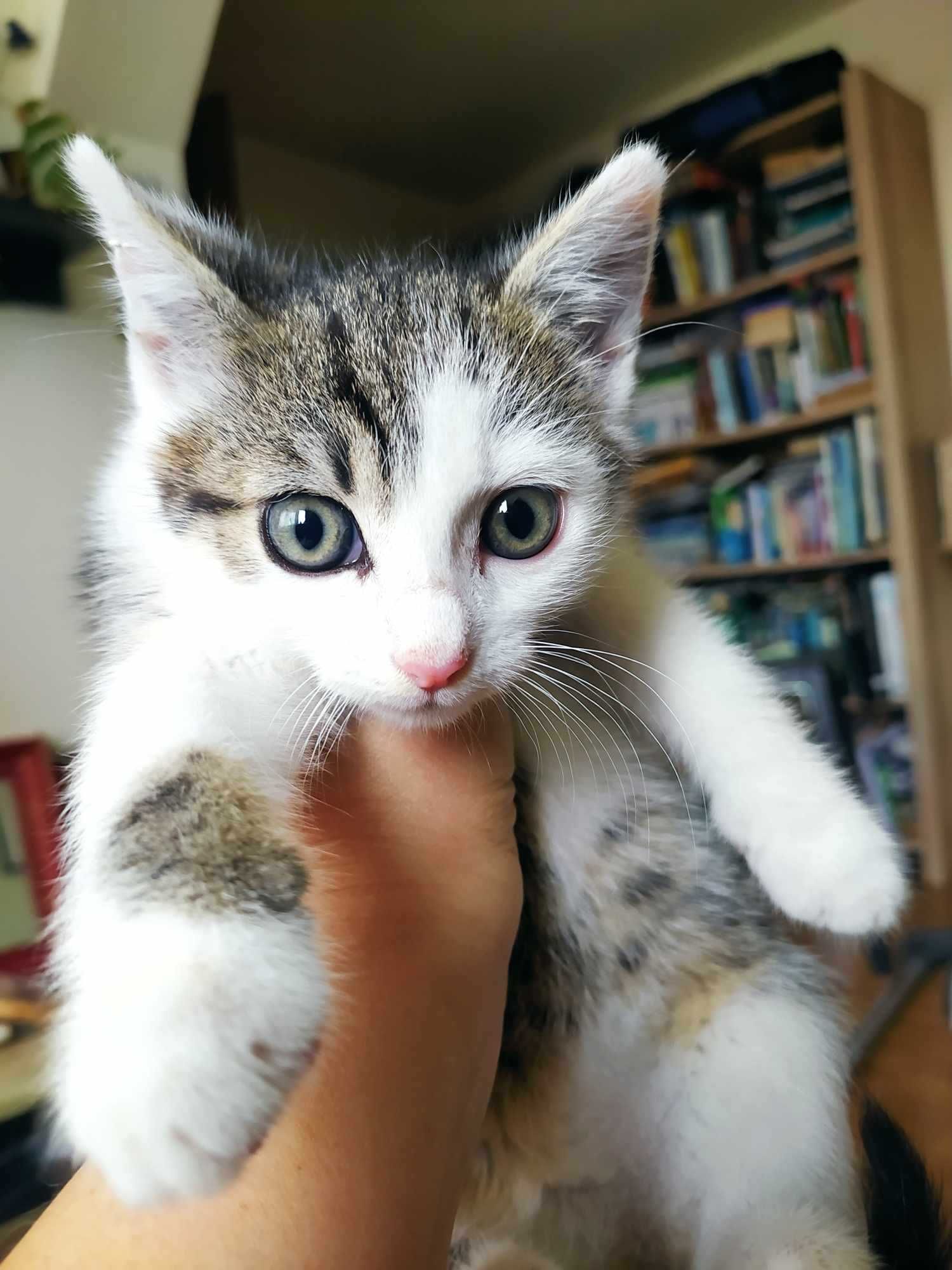 dwie urocze kotki do adopcji