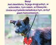 Niewidomy Bazylek do adopcji / cieszyńskie schronisko