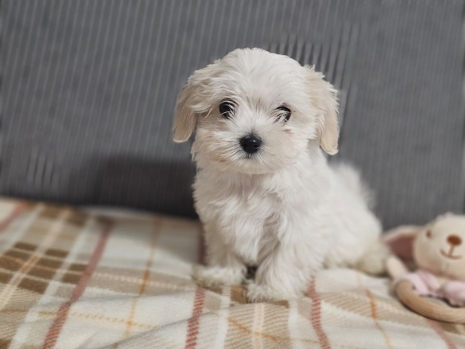 Maltańczyk- maluszek