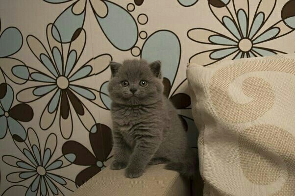 Плюшевые мальчишки с документами, для Вас))