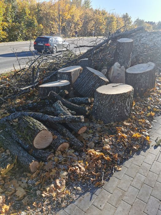 Na sprzedaż drewno klonu