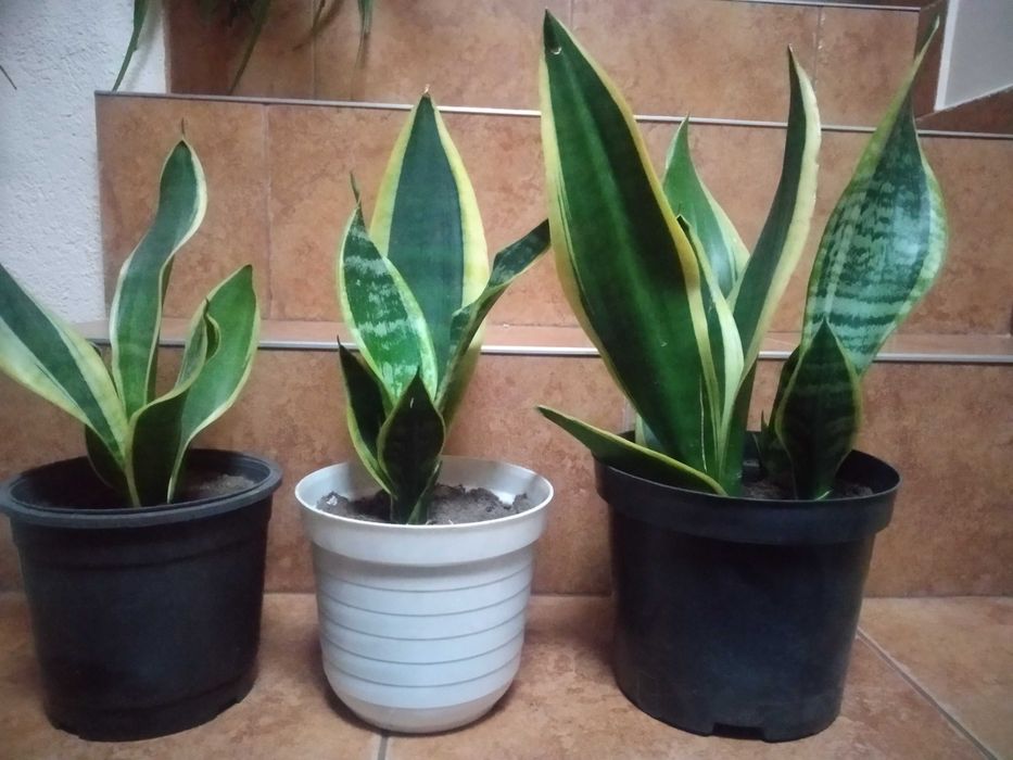 EKOKWIAT  sanseweria/wężownica w doniczkach