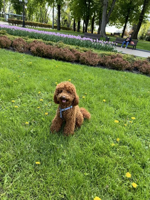 Пудель для вʼязки, ціна договірна