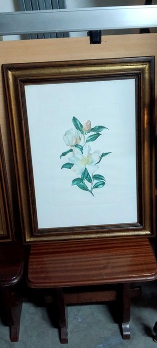 Quadros Botanicos com moldura