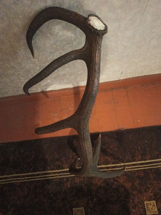 Piekne poroże jelenia