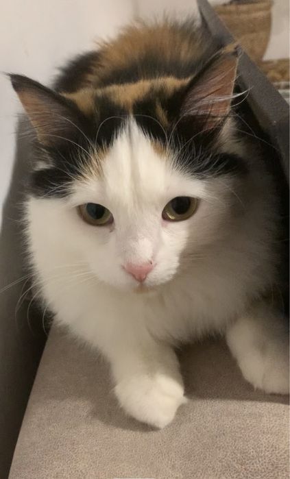 Кошка кошечка котенок