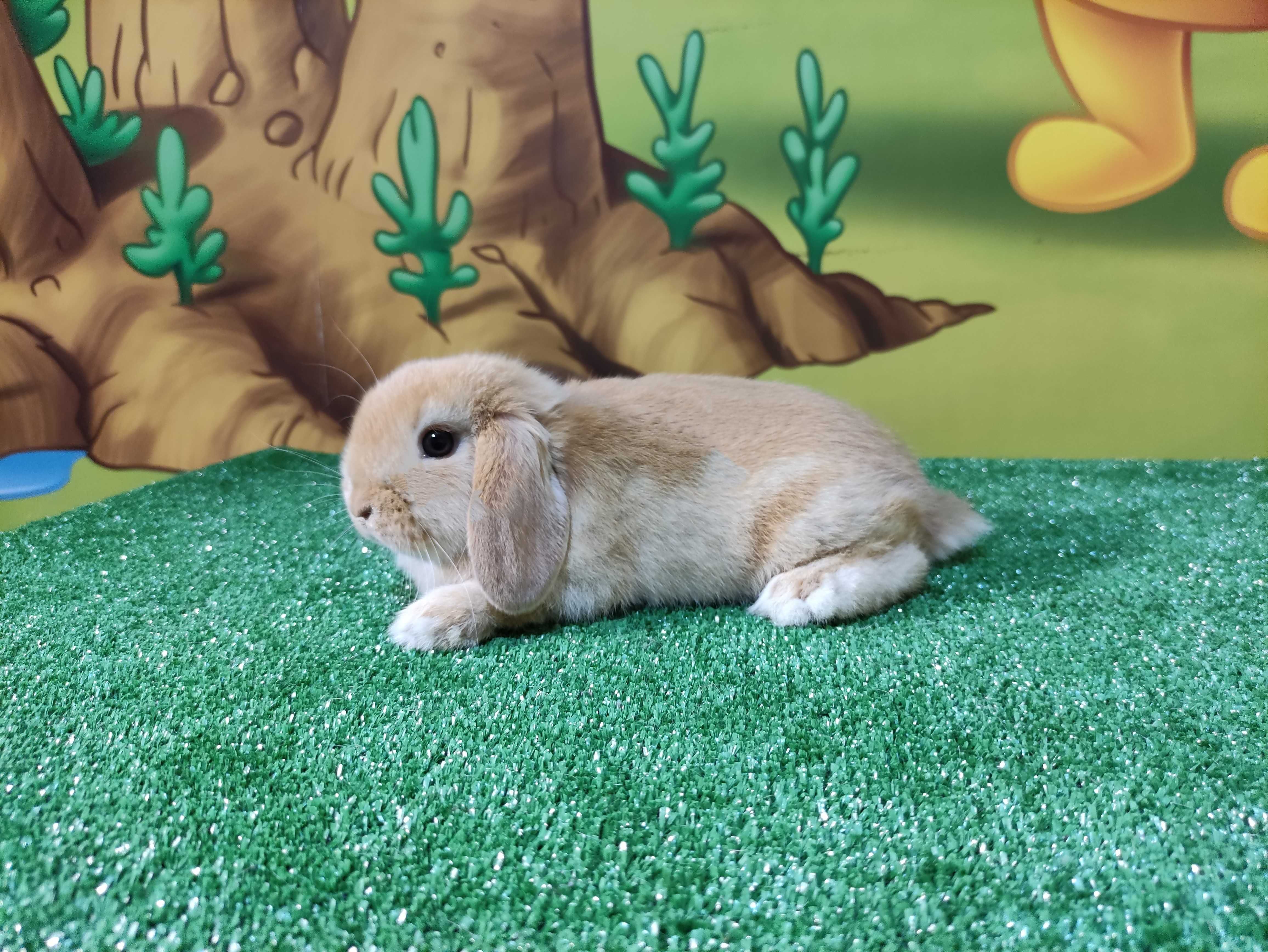 PIĘKNY Mini Lop żółty królik baranek miniaturka  teddy biszkoptowy