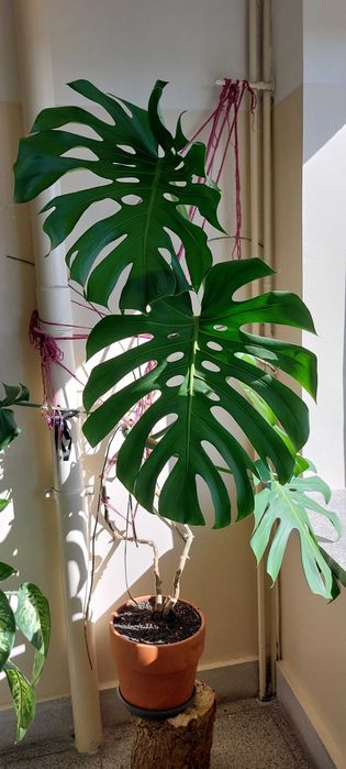 Monstera kwiat pokojowy