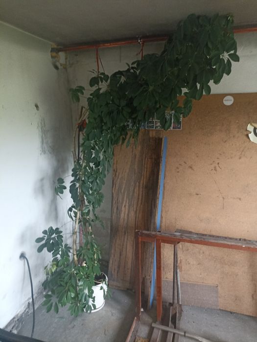 Kwiat szeflera ponad 300cm